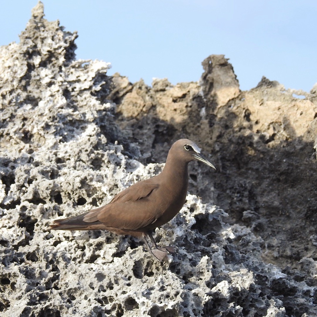 nody obecný - ML110054001