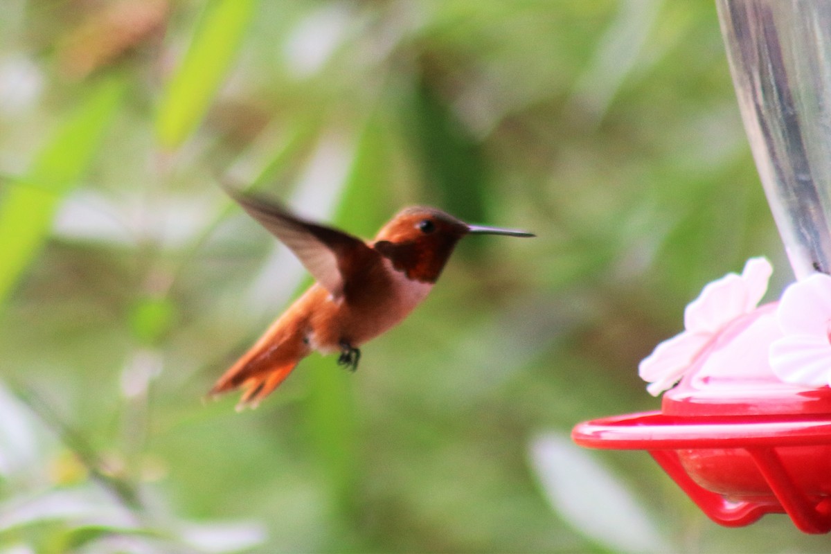 Rufous Hummingbird - Joe Kipper