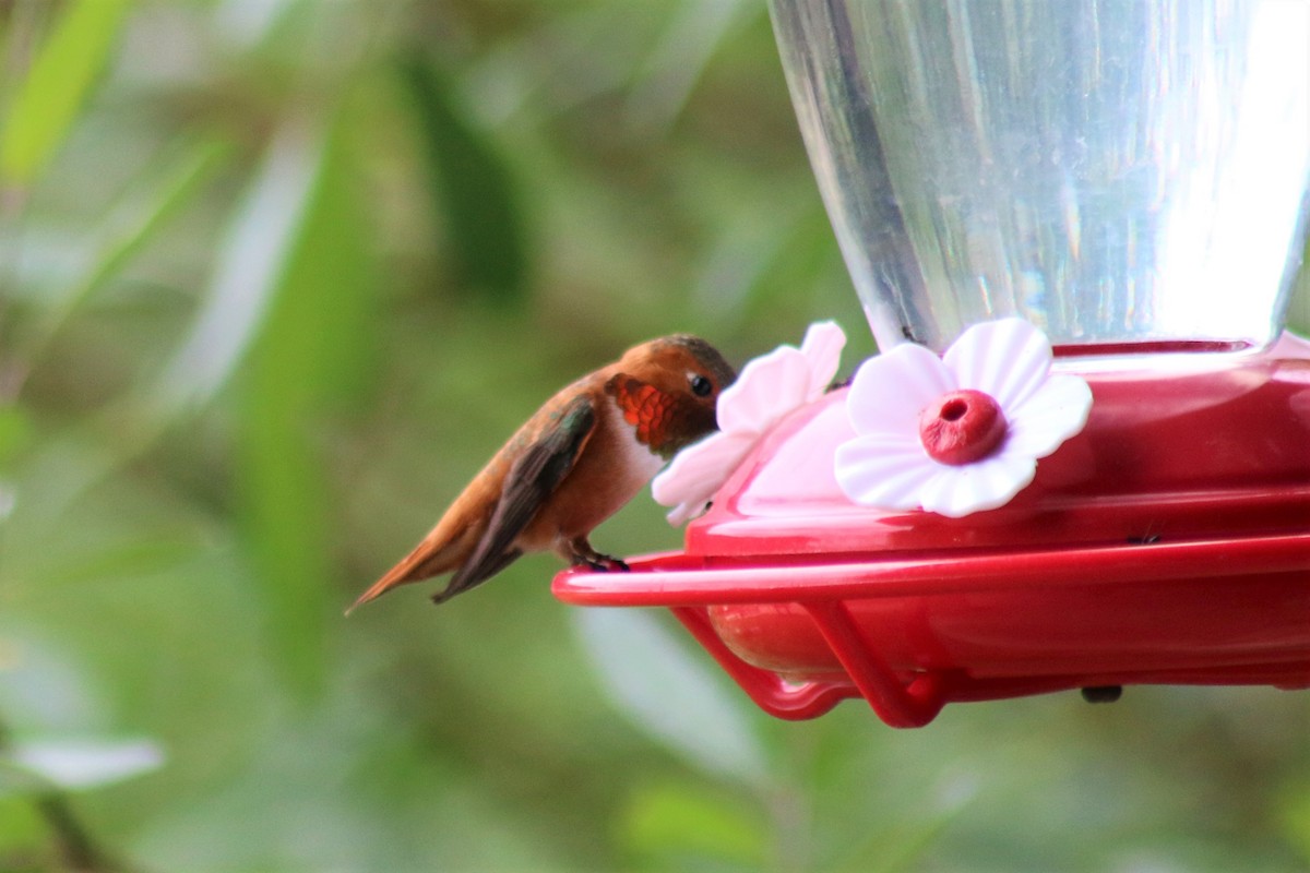 Rufous Hummingbird - Joe Kipper