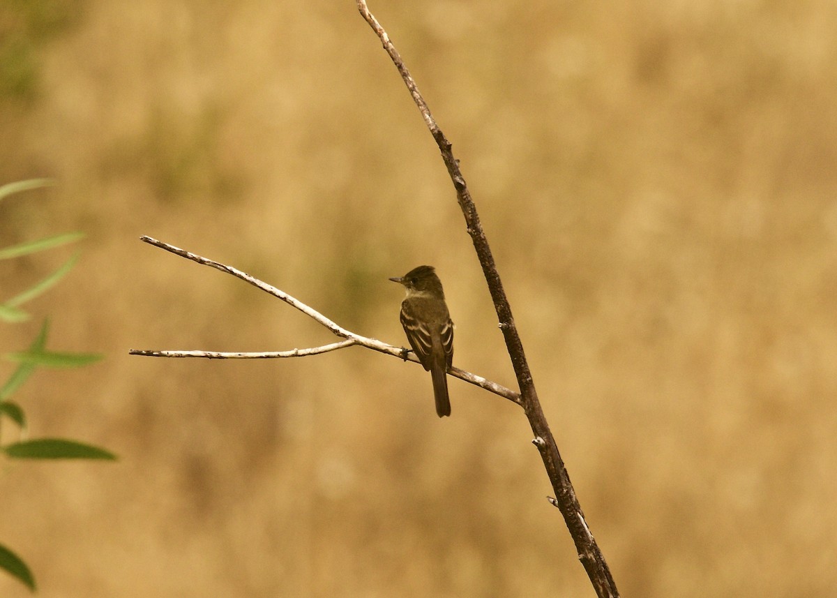 Western Wood-Pewee - ML110055441