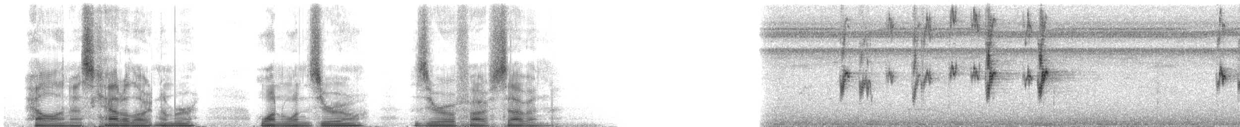 Gri Karınlı Serçe Papağanı (sclateri) - ML110057