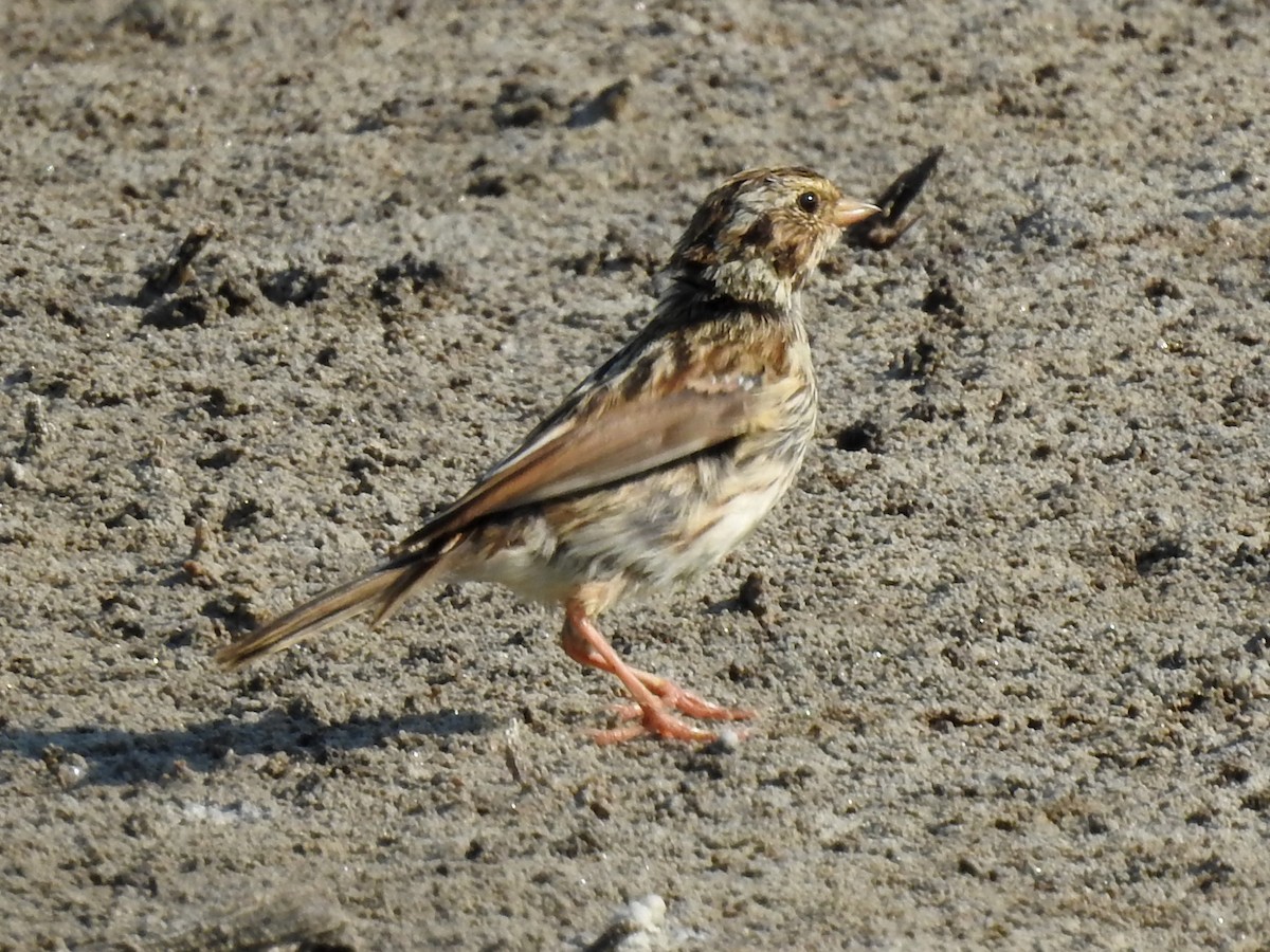 Savannah Sparrow (Savannah) - ML110060091