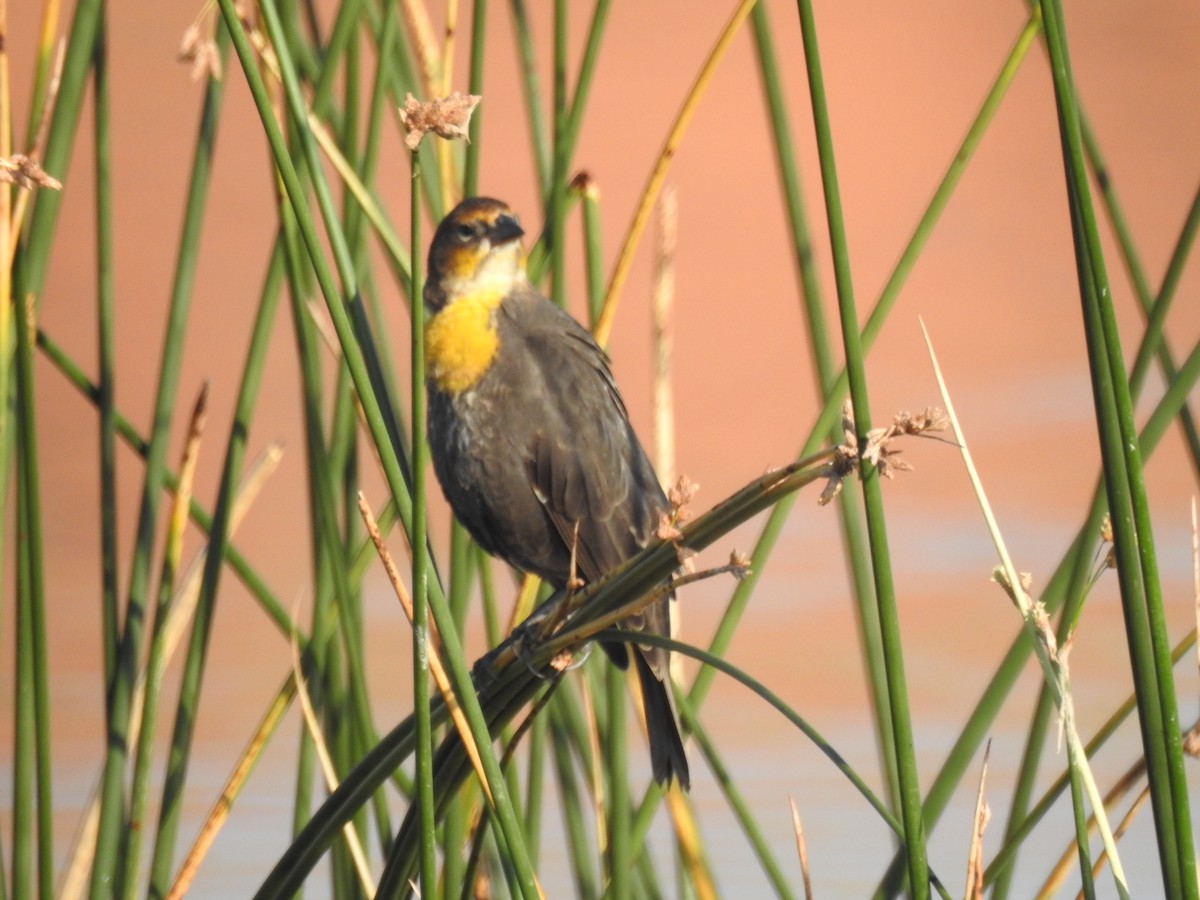 Yellow-headed Blackbird - elwood bracey