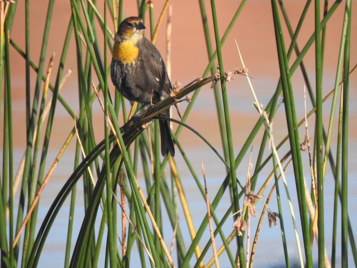 Yellow-headed Blackbird - ML110061241