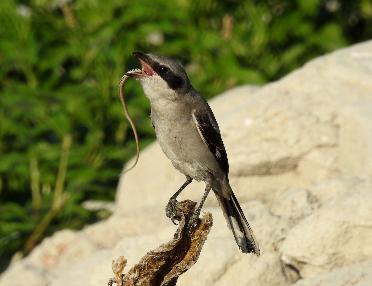 Loggerhead Shrike - ML110061391