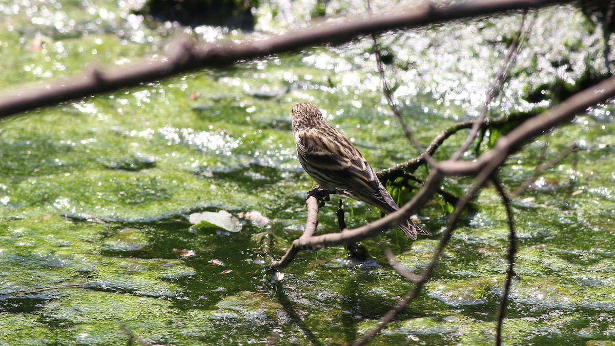 Pine Siskin - ML110061441