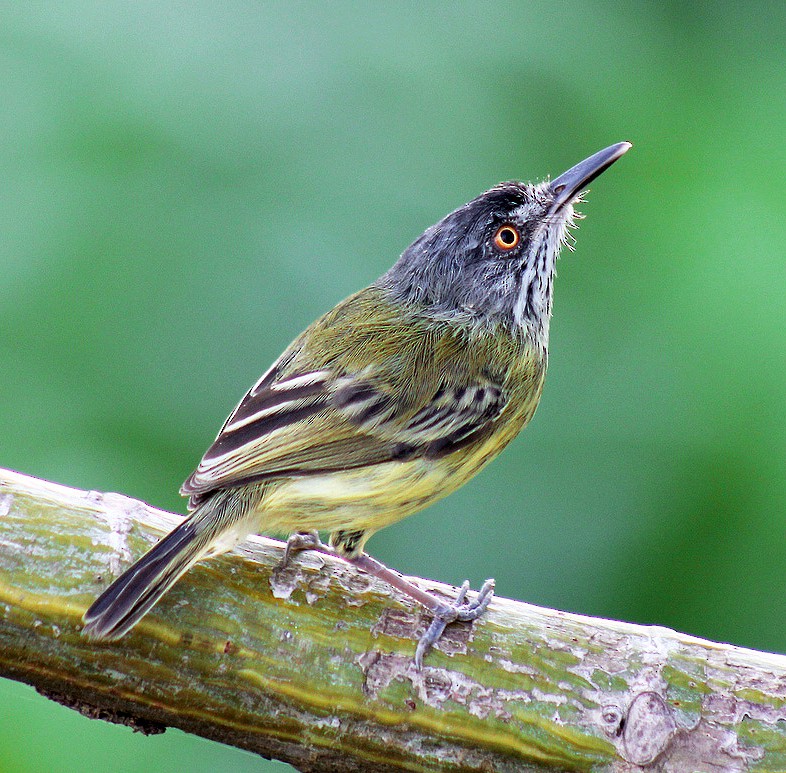 Spotted Tody-Flycatcher - Danilo Almeida-Santos