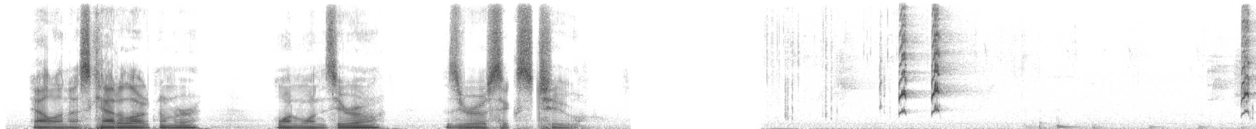 brunhetteparakitt (lucida) - ML110062