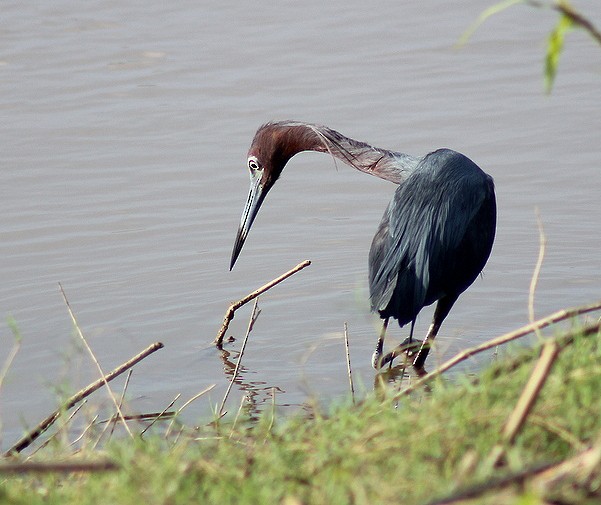 Little Blue Heron - ML110064151
