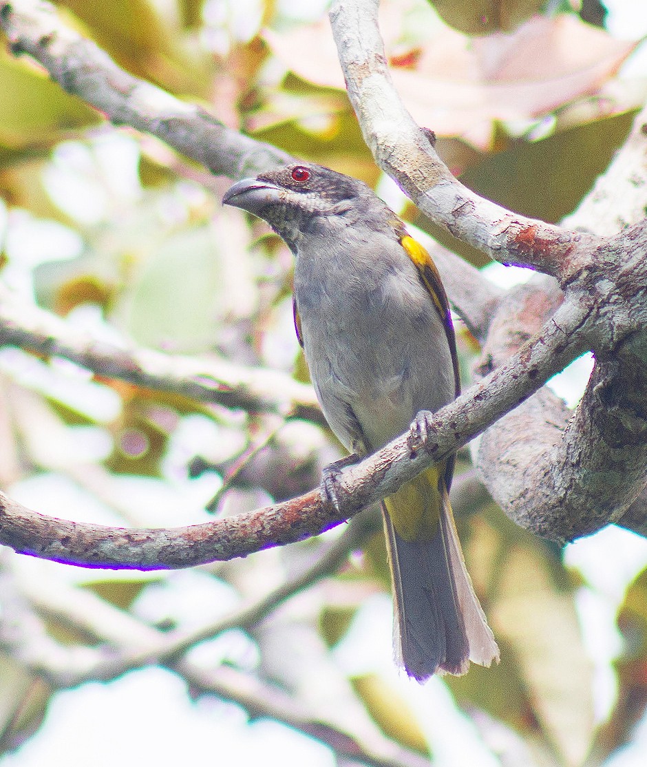 Yellow-shouldered Grosbeak - ML110067371