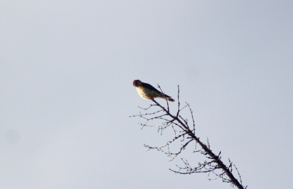 American Kestrel - ML110067771