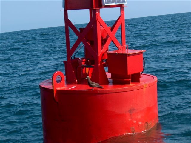 Brown Noddy - ML110068331