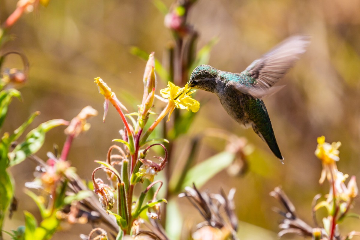 Anna's Hummingbird - ML110068801