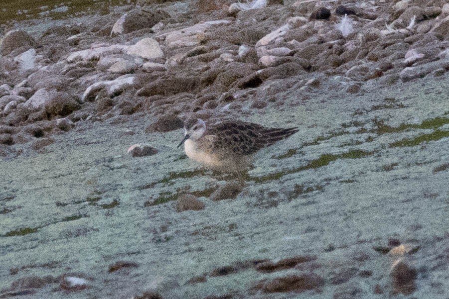 Wilson's Phalarope - ML110069301