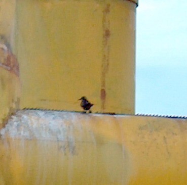 Brown/Black Noddy - ML110070851