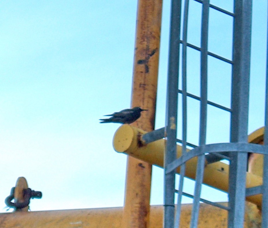 Brown/Black Noddy - ML110070861