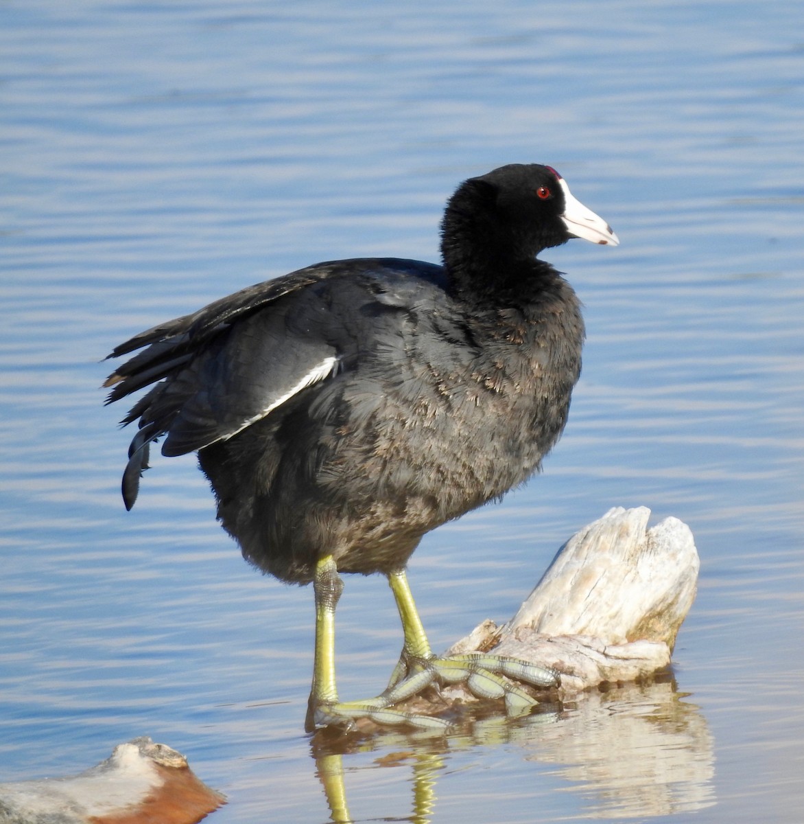 American Coot - Van Remsen