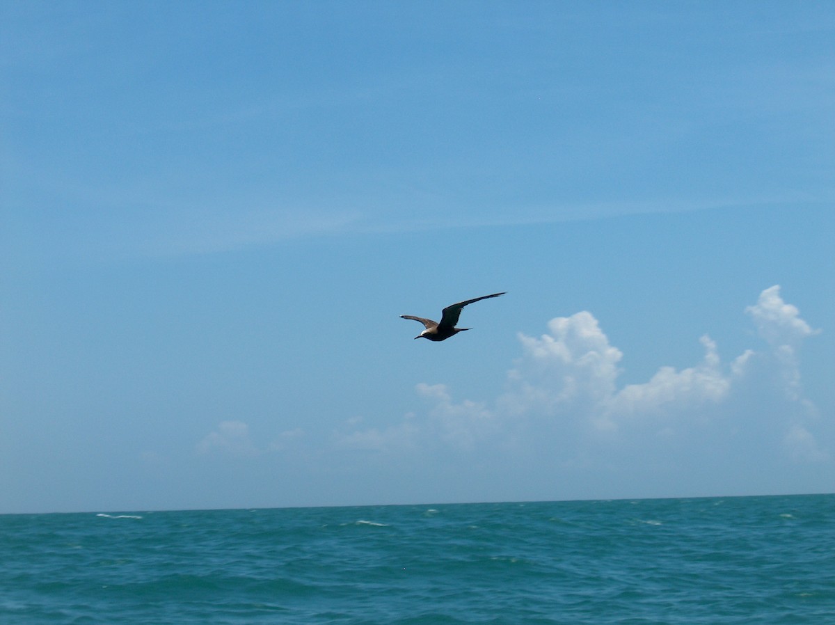 Brown Noddy - ML110073001