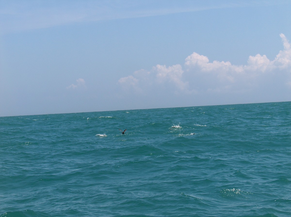 Brown Noddy - ML110073901