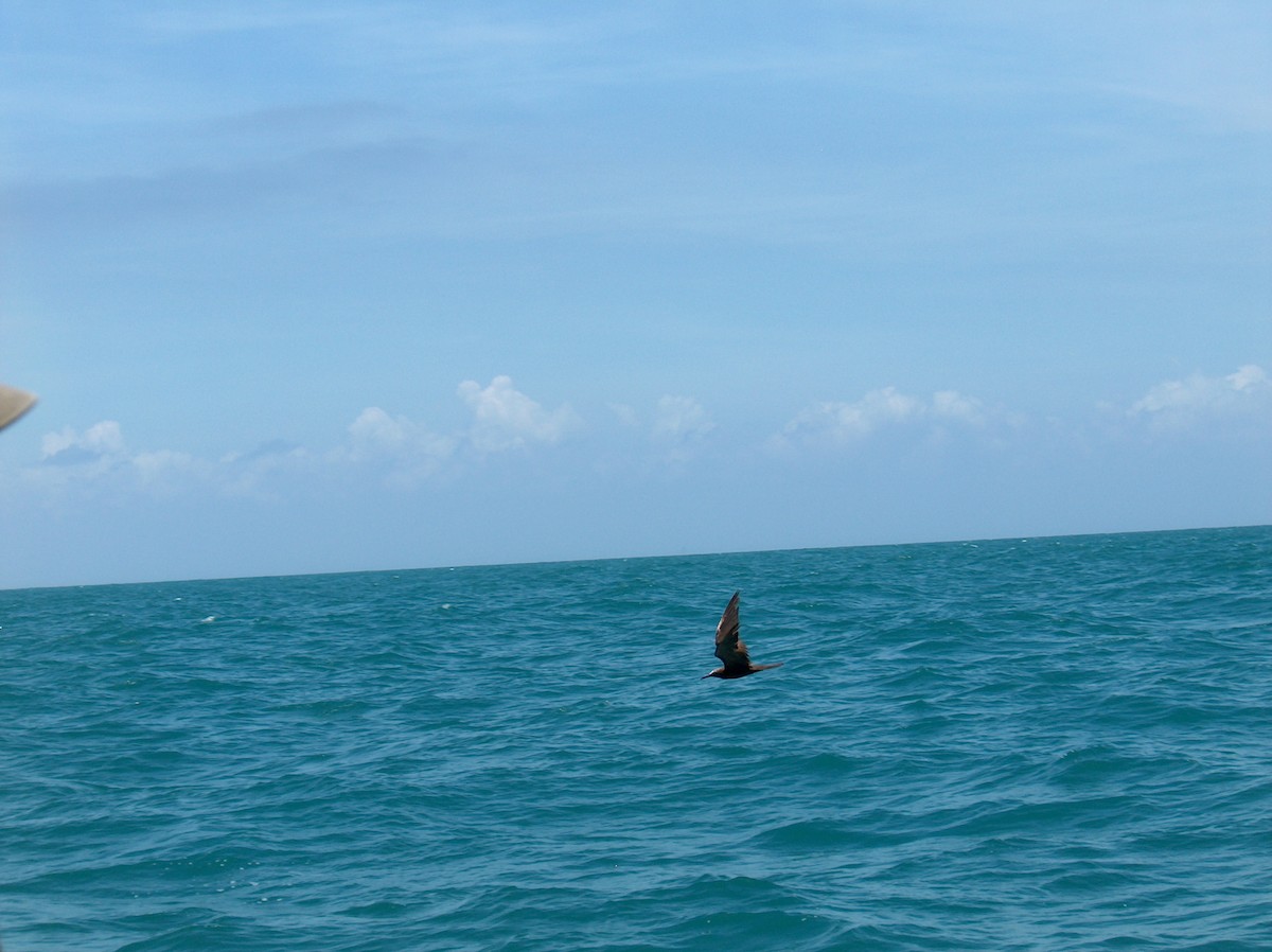 Brown Noddy - ML110073911