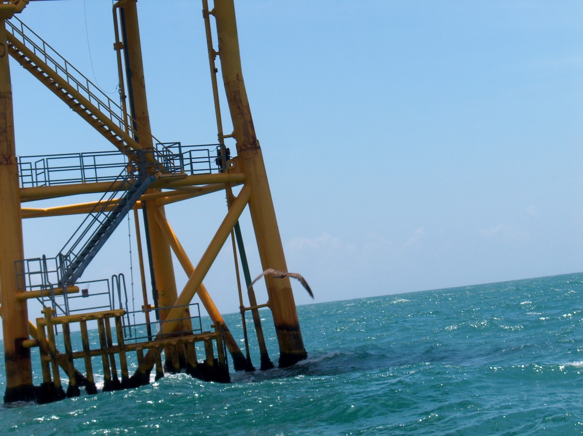 Brown Noddy - ML110073921