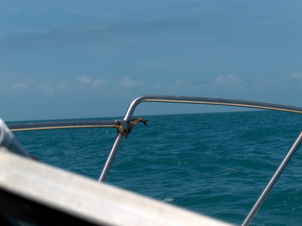 Brown Noddy - ML110073931