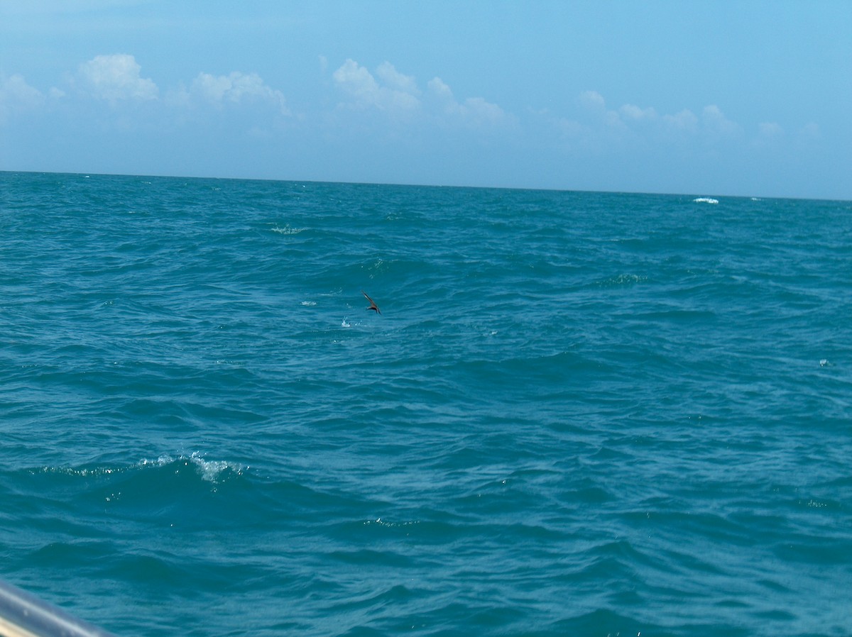 Brown Noddy - ML110073941