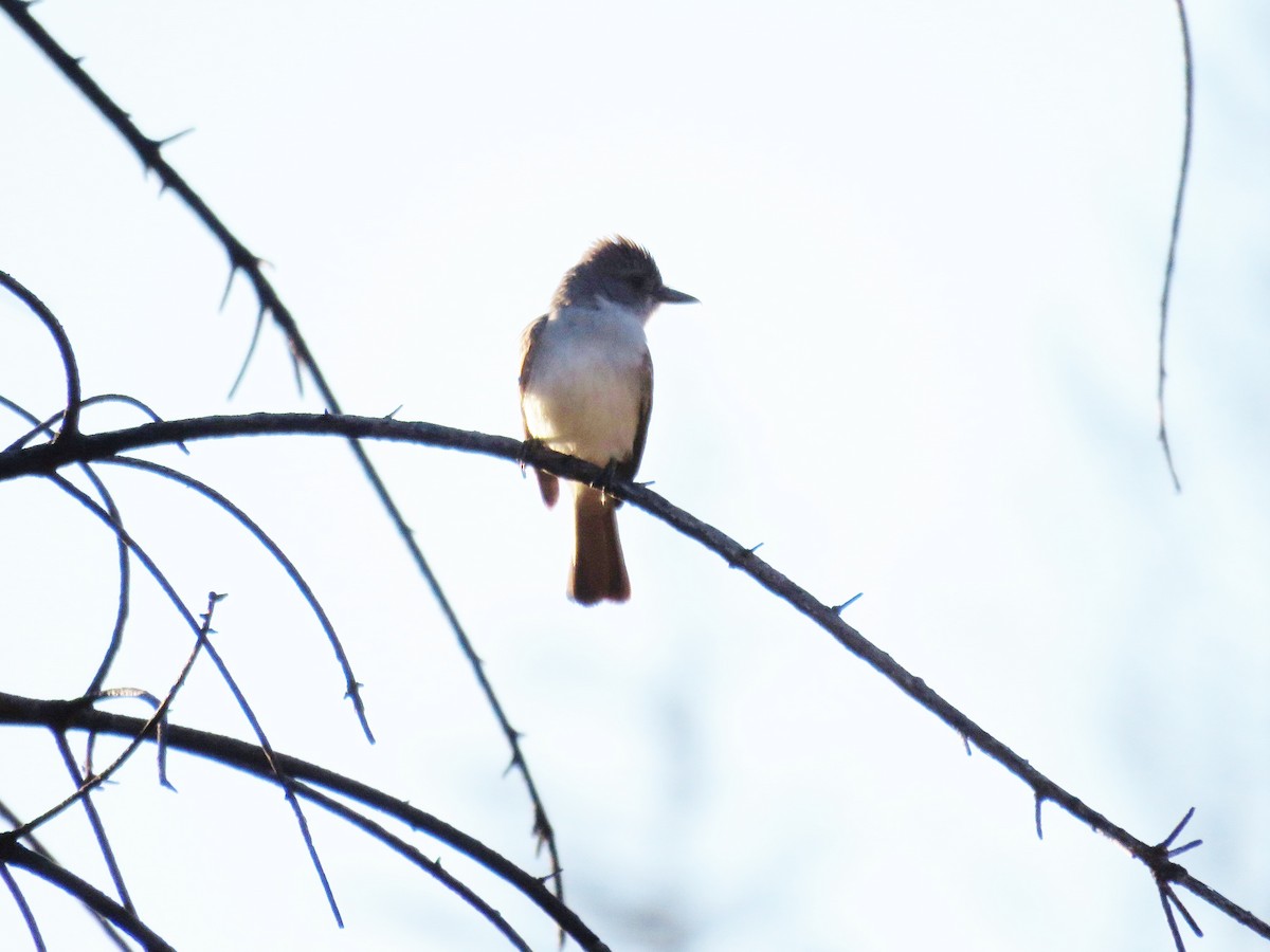 Ash-throated Flycatcher - ML110073951