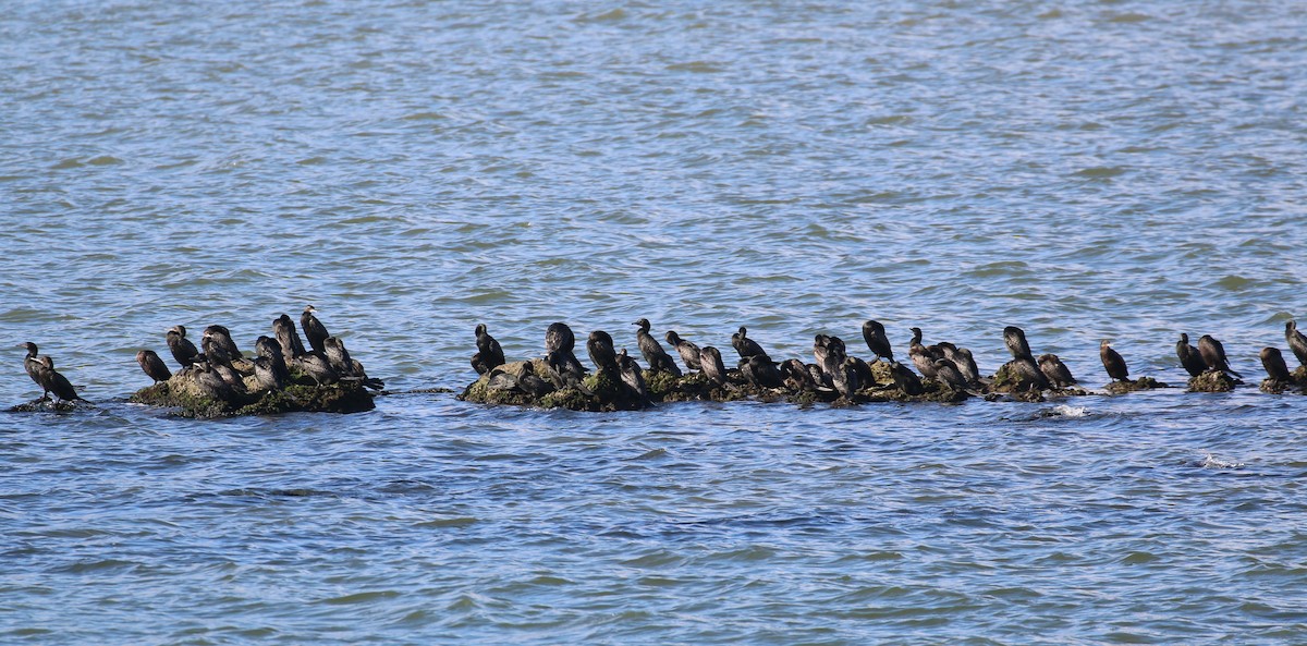 Little Black Cormorant - ML110074471