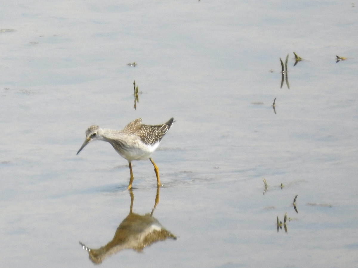 Lesser Yellowlegs - Tina Toth