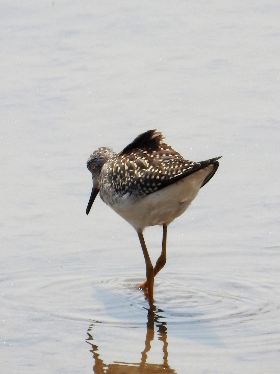 Lesser Yellowlegs - Tina Toth