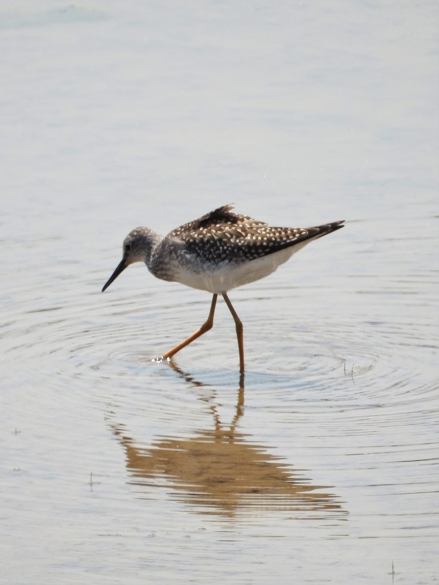 Lesser Yellowlegs - ML110074691