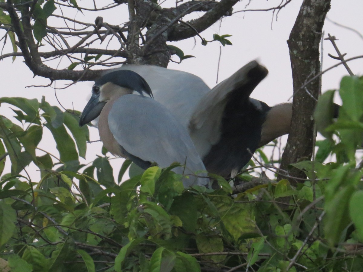 Boat-billed Heron (Northern) - ML110075231