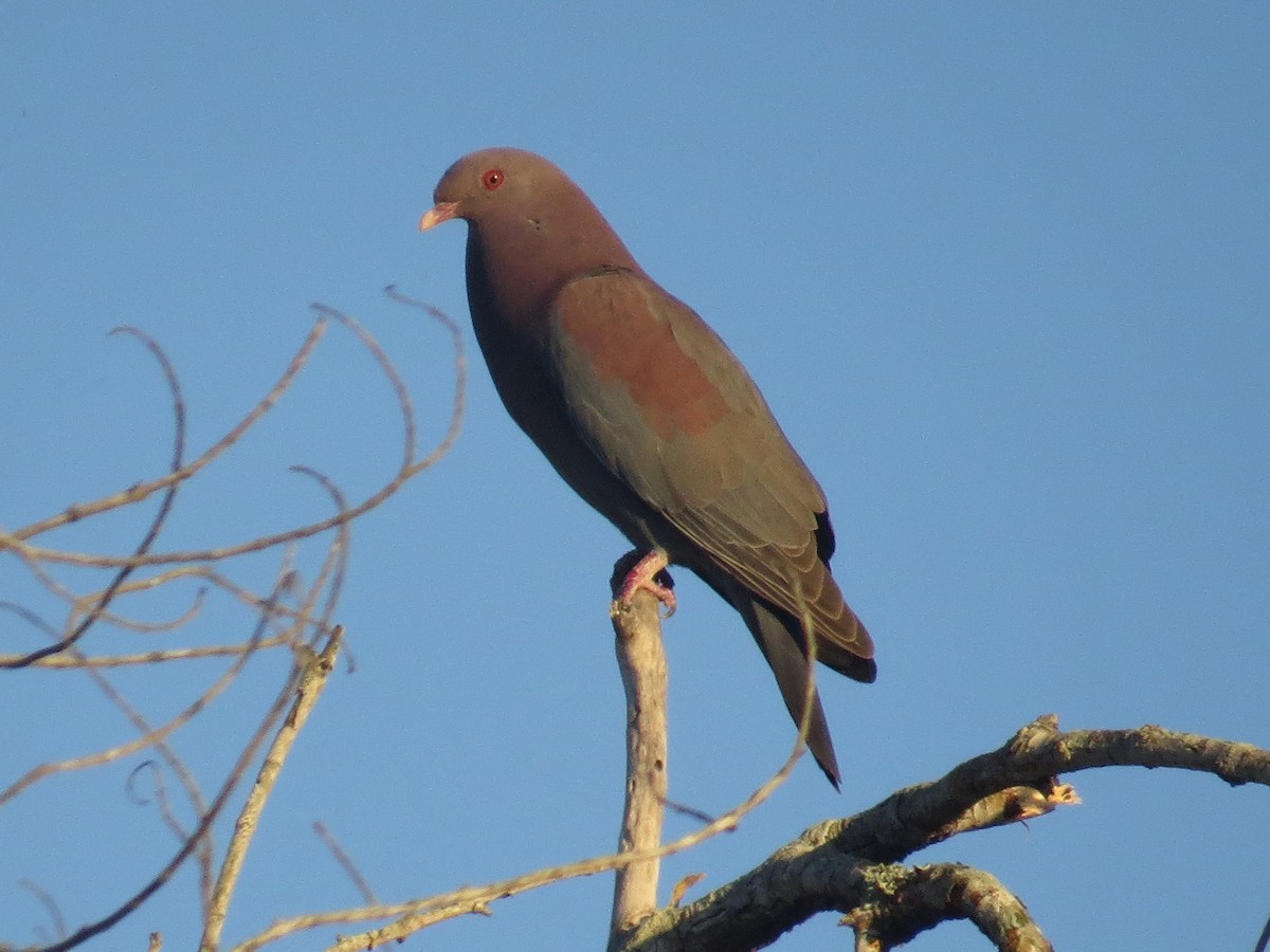 Red-billed Pigeon - ML110075331