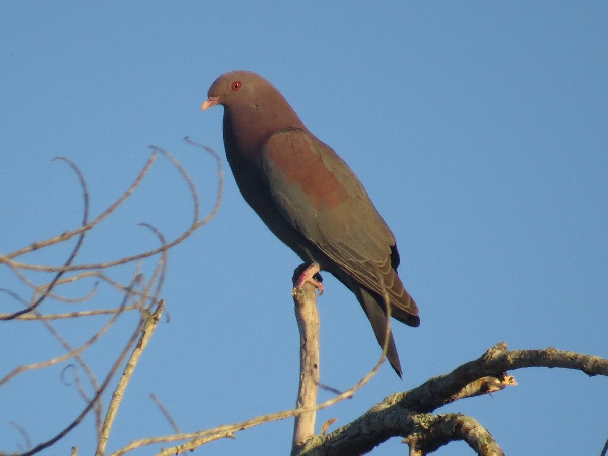 Pigeon à bec rouge - ML110075331