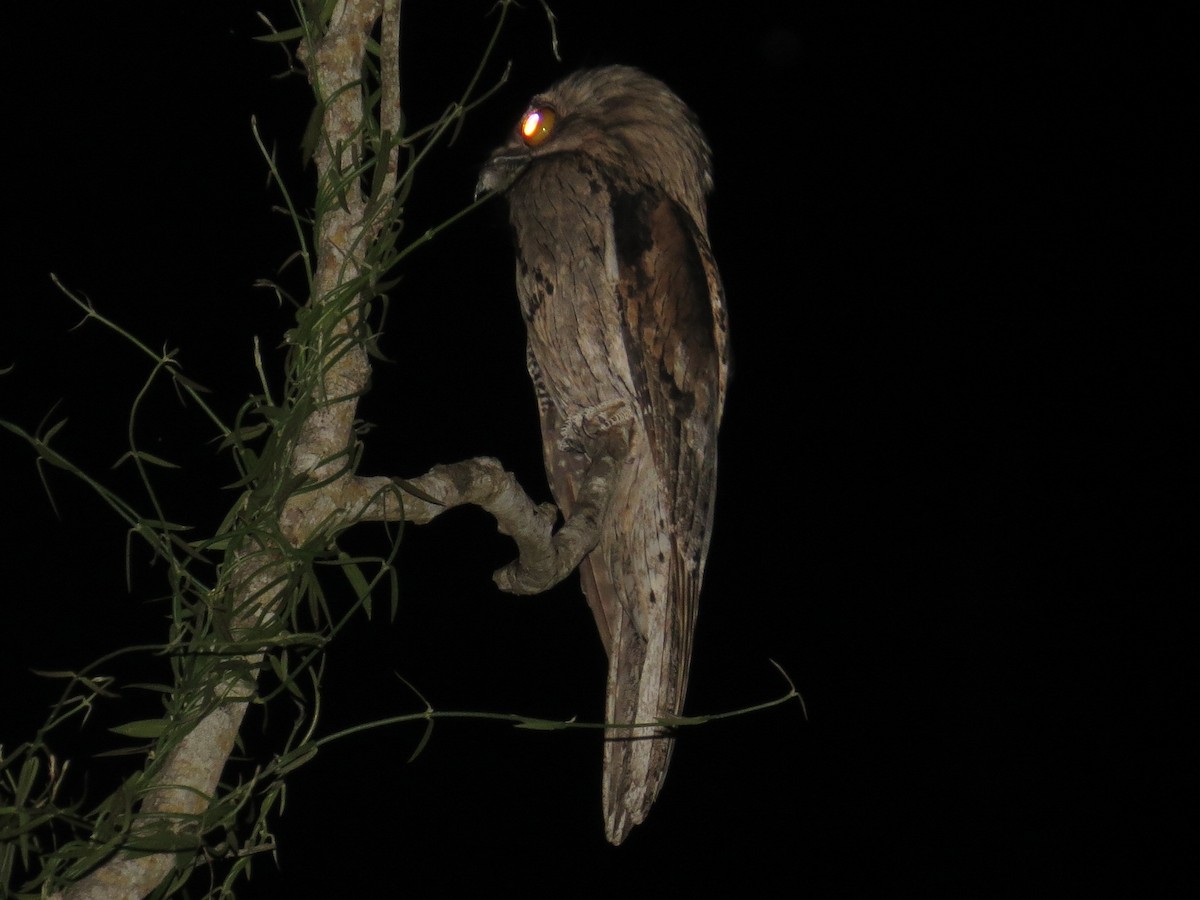 Northern Potoo (Middle American) - ML110075411