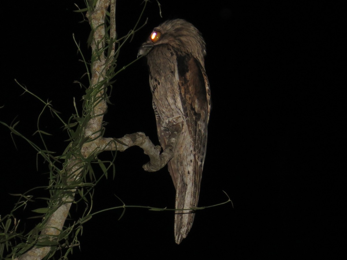 Northern Potoo (Middle American) - Brian Ahern