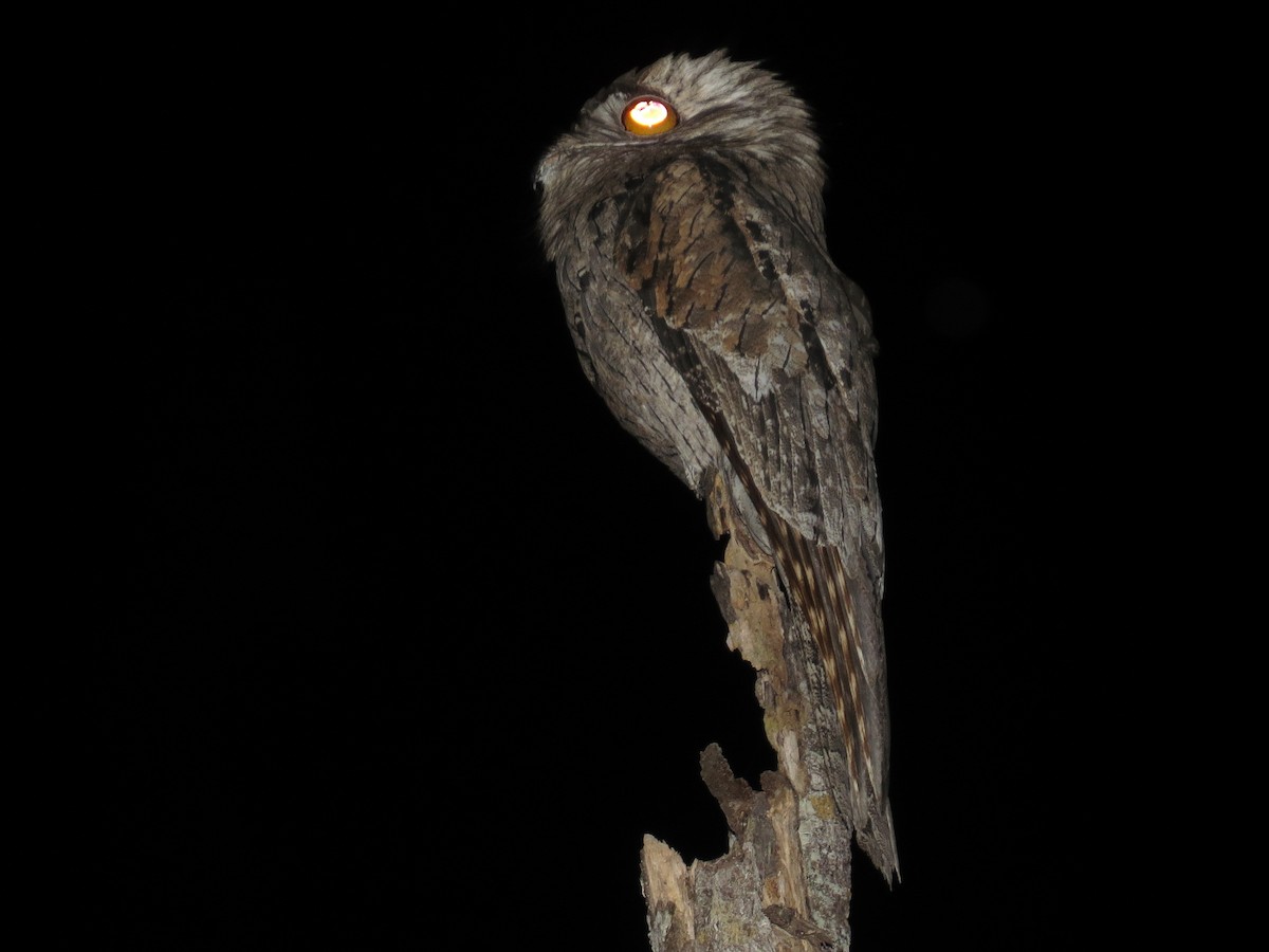 Northern Potoo (Middle American) - ML110075431