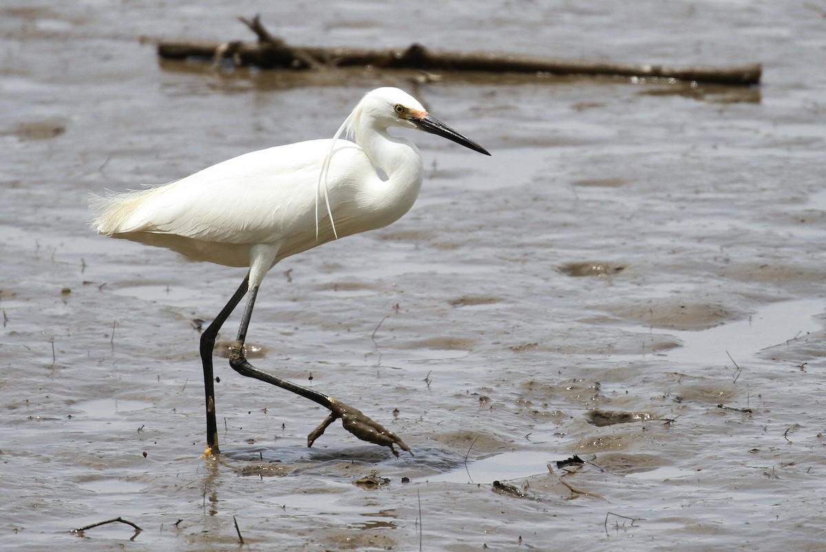 t-egret White Lace - Egret by Thomas D. Mangelsen