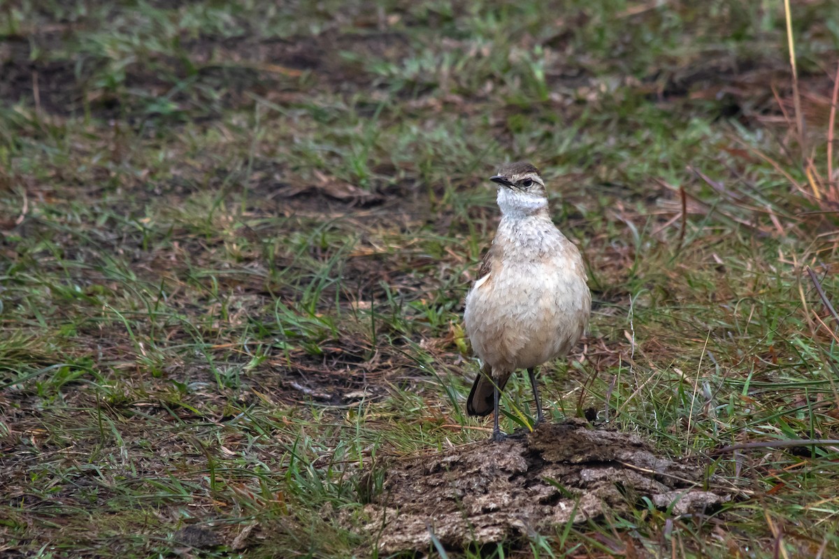 Long-tailed Cinclodes (Long-tailed) - ML110077191