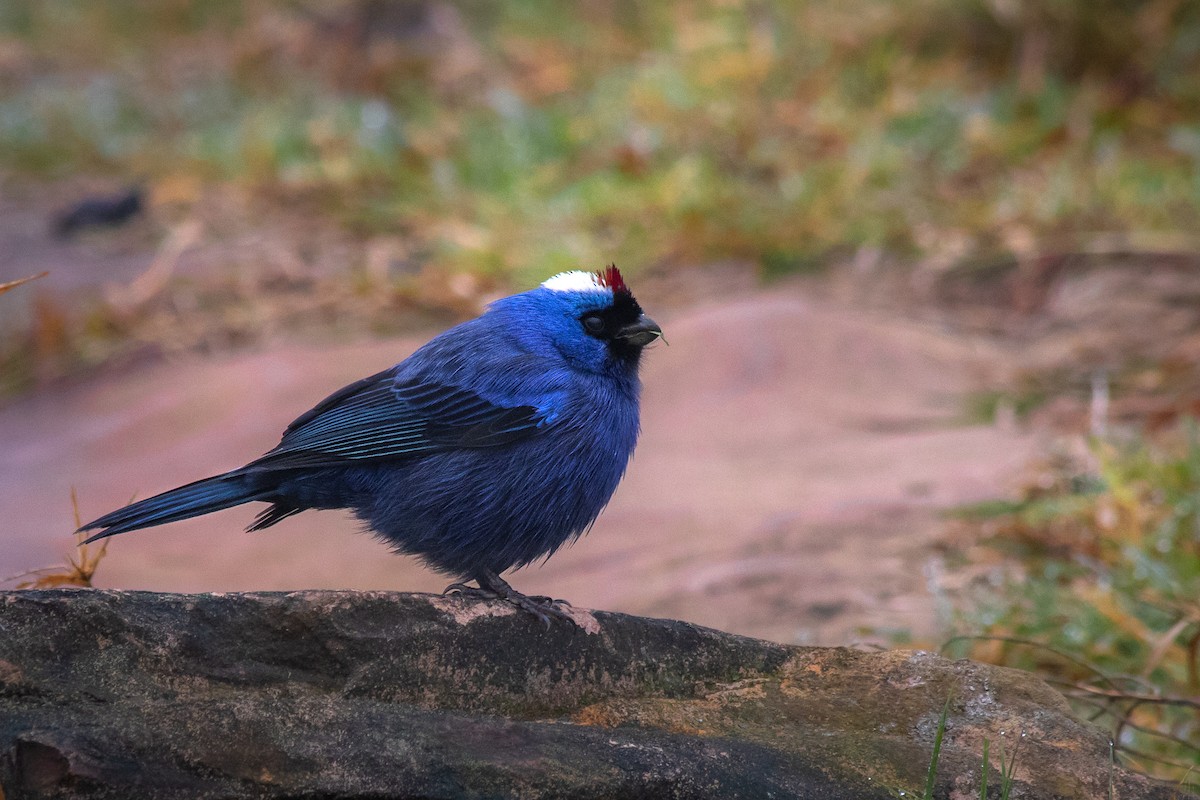 Diademed Tanager - ML110077211