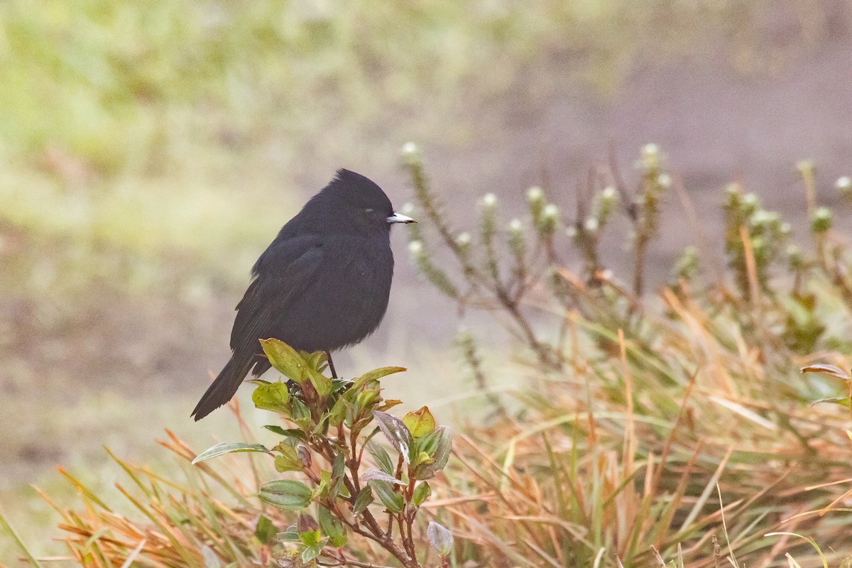 Velvety Black-Tyrant - ML110077221