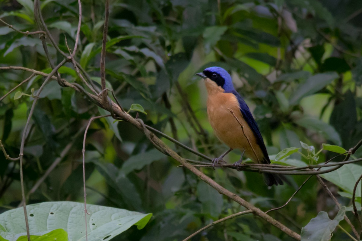 Fawn-breasted Tanager - ML110077651
