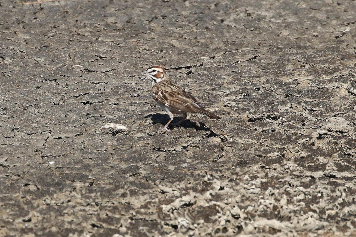 Lark Sparrow - ML110078071