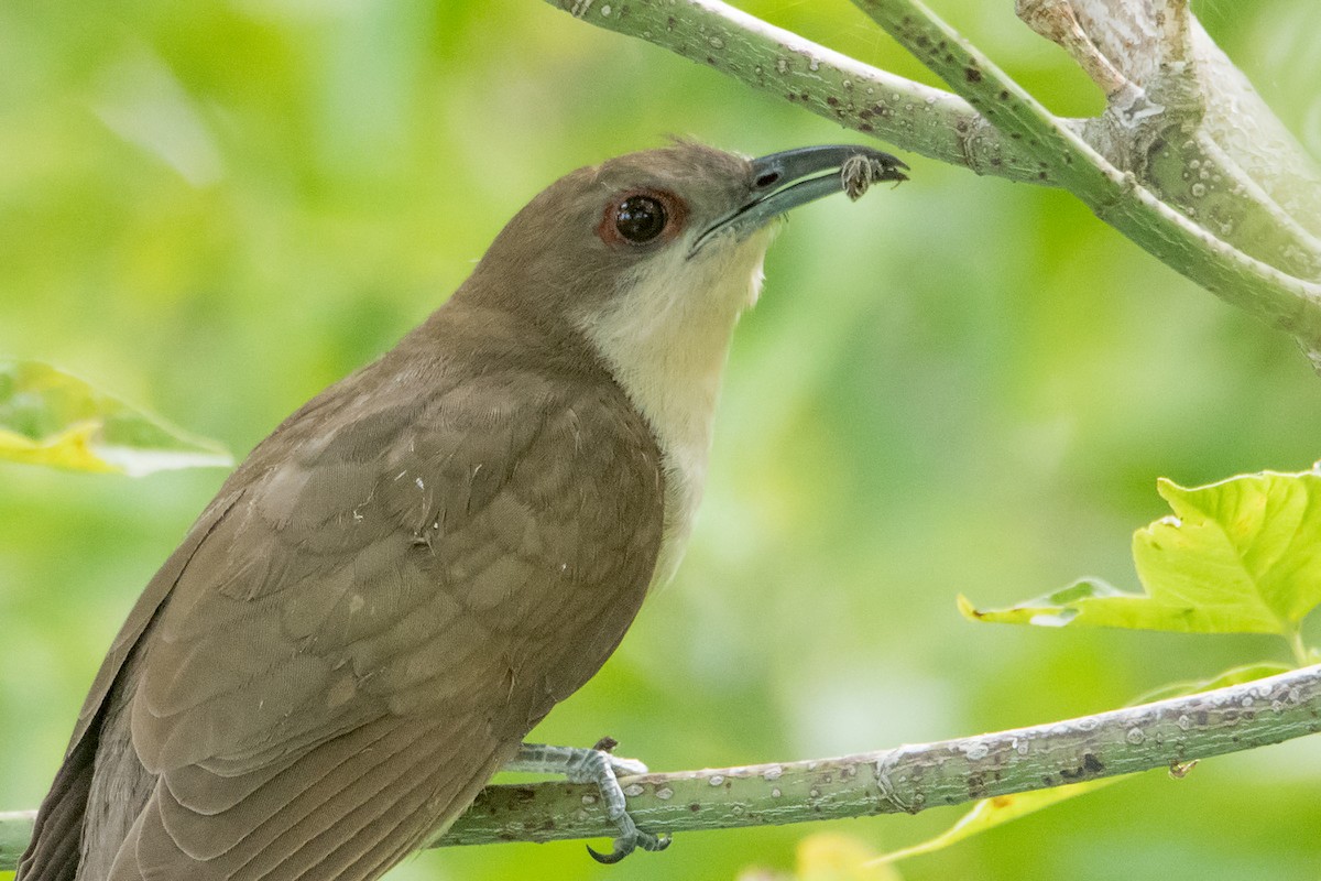 Black-billed Cuckoo - ML110078601