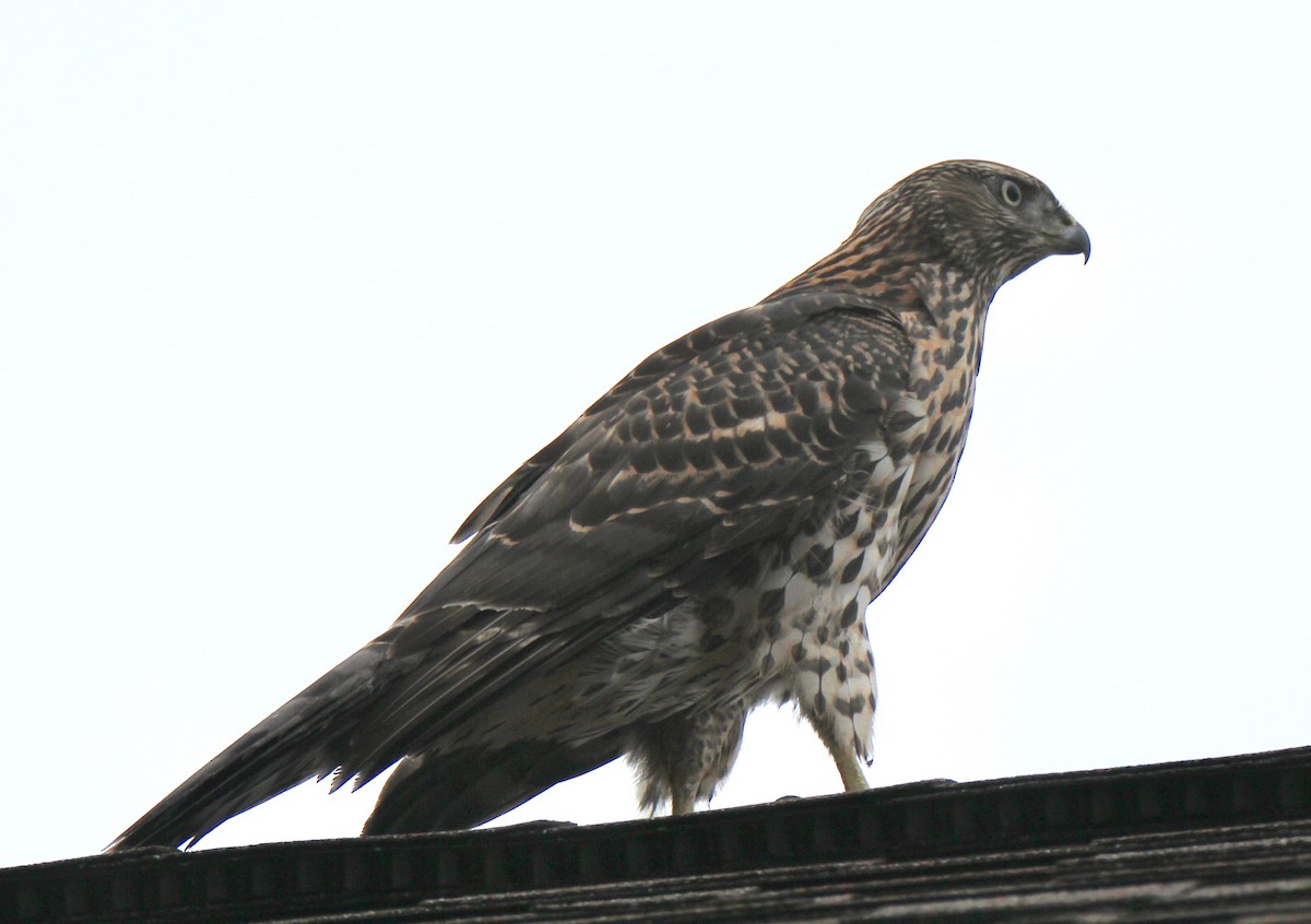 American Goshawk - ML110080491