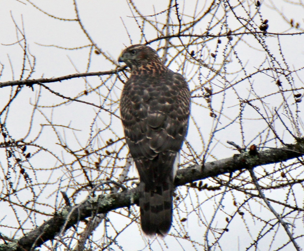 American Goshawk - ML110080511