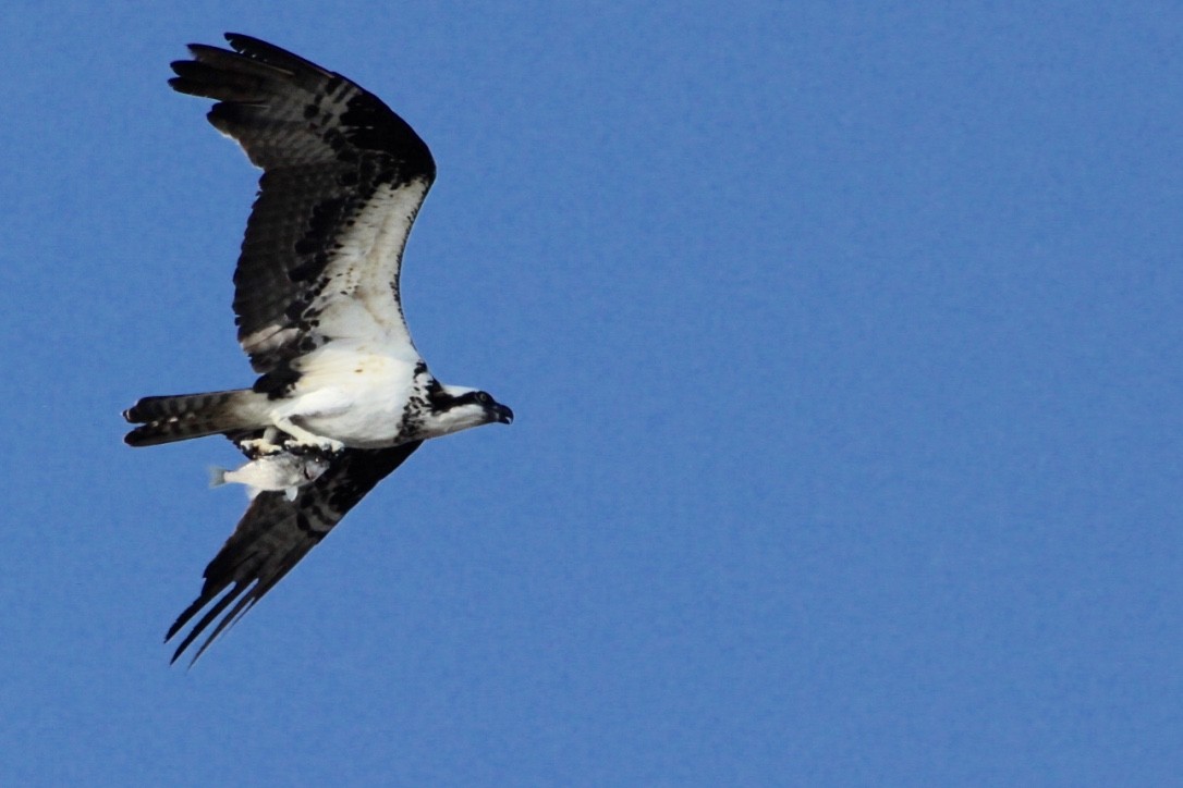 Águila Pescadora - ML110081151