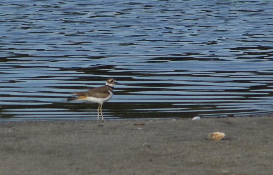 Killdeer - JoAnn Dalley