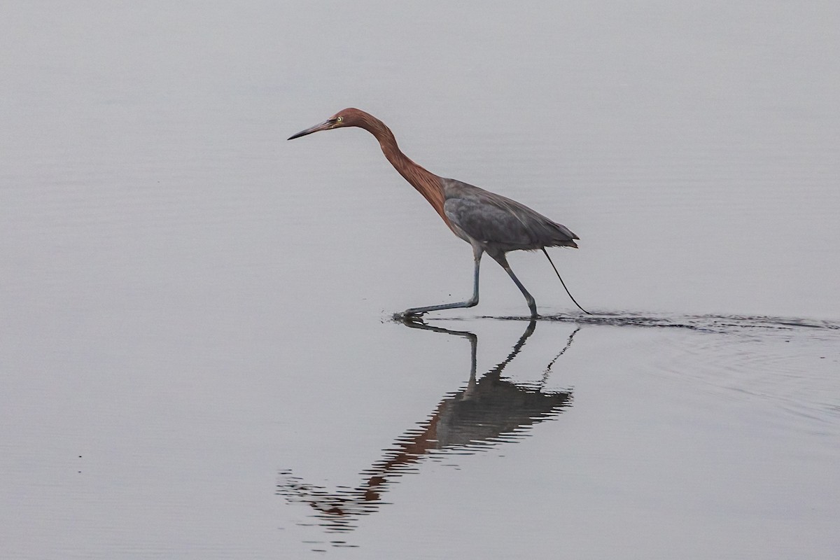 Reddish Egret - ML110081191